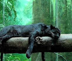 Free Download Jungle Animals Wallpapers Hd Desktop Background Wallpaper Gallery 1024x860 For Your Desktop Mobile Tablet Explore 45 Jungle Wallpaper Desktop Jungle Animal Wallpaper The Jungle Book Wallpaper Free