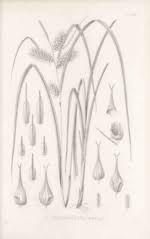 Image result for Schoenoplectiella leucantha