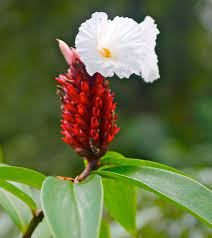 Anthurium scherzerianum maximum flower vintage illustration. The Glorious Flowers Of Costa Rica An Ecocostarica Photo Essay