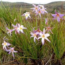 Image result for Xerophyta