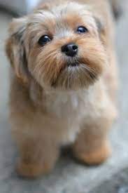 Pin By Jerrelle Annette On Dogs Very Cute Dogs Shorkie Puppies Morkie Puppies