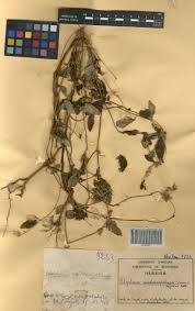 Image result for Peddiea fischeri