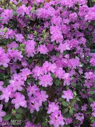 Since 1950 we have been providing a wide range of. Flowering Shrubs For Shade Top Picks For The Yard Garden