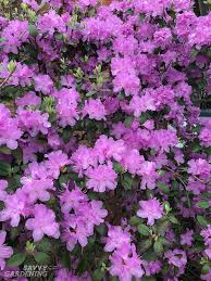 One of the favorites among the larger growing gardenia varieties in southern regions due to its long flowering season and hardiness. Flowering Shrubs For Shade Top Picks For The Yard Garden