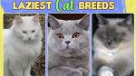 Lazy Cat Breeds • Purrfect Cat Breeds