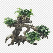 Chinese bird plum flowering indoor bonsai tree. Chinese Sweet Plum Bonsai Anubias Flowerpot Tree Tree Png Pngegg