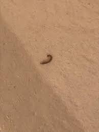Worms in humans are often manifested by parasites that live in both the large and the small intestines of humans. Worms In Basement Are Millipedes All About Worms