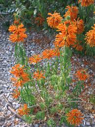 Image result for Leonotis myrothamnifolia
