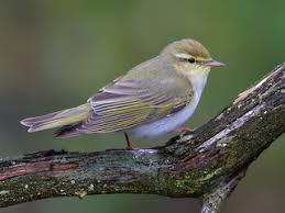 Image result for Ascolepis fibrillosa