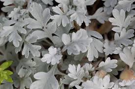 Image result for Jacobaea maritima