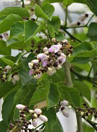 Image result for Millettia pinnata