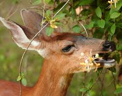 Check spelling or type a new query. Plant This Not That Plants That Deer Won T Eat Casey S Outdoor Solutions Garden Gifts