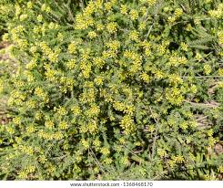 Image result for Gnidia chrysantha