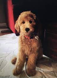 When socialized and trained at a young age, cairnoodles are an excellent family pet. How To Groom A Goldendoodle Teddy Bear Cut Arxiusarquitectura