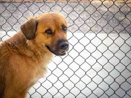 Hide this posting restore restore this posting. Adoptable Pets From Arizona Humane Society And Maricopa County Animal Care 4 3 19