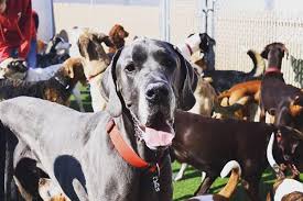 Check spelling or type a new query. Camp Bow Wow Pittsburgh South