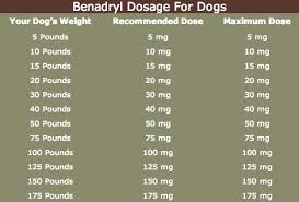 How Much Zyrtec To Give A Dog Can You Take Zyrtec D While