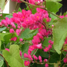 Image result for Tristellateia africana