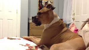 These dogs attain maturity slowly and may behave like boisterous puppies for some years. Bulloxer What Is A Boxer Bulldog Mix Dog K9 Web