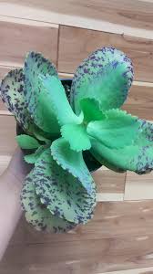 Image result for Kalanchoe marmorata