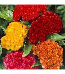Image result for Celosia pandurata