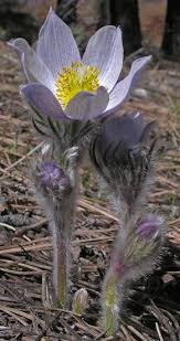 Anemone Patens Colorado Wildflowers Colorado Native Southwest Colorado