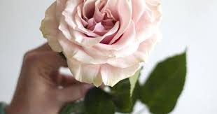 Pin On Floral Varieties