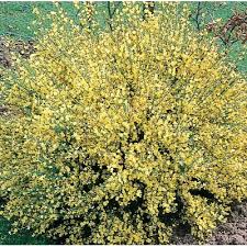 Image result for Broom Yellow 2018 Fleet