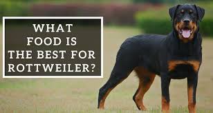 What Food Is The Best For Rottweiler Pets World