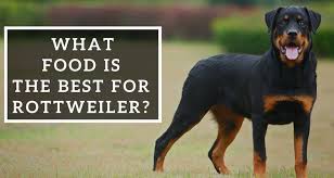 what food is the best for rottweiler pets world