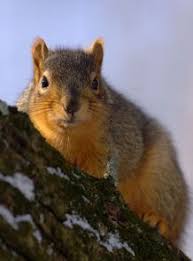 We did not find results for: Fox Squirrel Fox Squirrel Squirrel Species Mammals