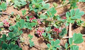 Image result for Indigofera wentzeliana
