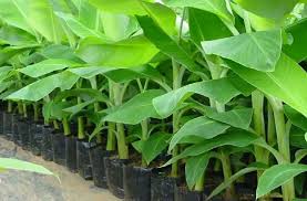 humic acid ile ilgili görsel sonucu