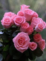 ❤️💙For you🌹💛 Lovely Roses 💞🌺 💞🌺