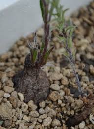 Image result for Ipomoea linosepala