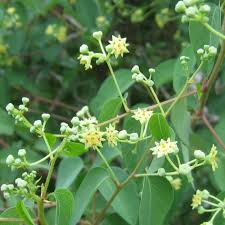 Image result for Helinus