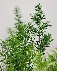 Image result for A. densiflorus Sprengeri