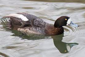 Keine threadüberschrift mit 'bergente' gefunden. Vogelportrat Bergente Nabu