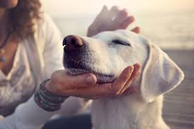 Ask a Vet | What to know about service, emotional support, assistance or  therapy animals | Cashmere Veterinary Clinic