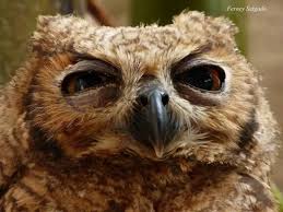 Image result for Bubo