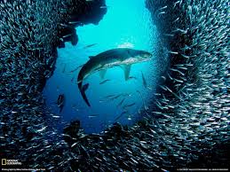 We did not find results for: Water Animals Wallpapers Wallpaper Cave