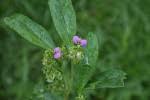 Image result for Polygala albida