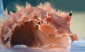 Image result for Tritonia