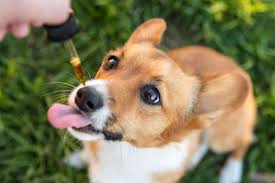 Similar potential cbd benefits overlap for both animals and humans. Cbd For Dogs Uk S Best Cbd Oil For Dogs 2021 Observer