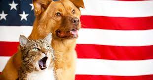 This procedure involves the removal of your pet's testicles, and is performed under a general anesthetic. 2bkpntnny3com