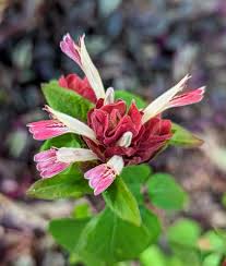 Image result for Justicia petiolaris