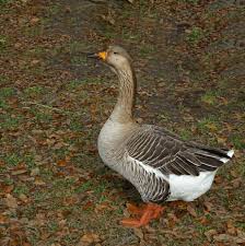 Check spelling or type a new query. Burung Alam Bulu Angsa Bebek Angsa Cina Unggas Margasatwa Hewan Sayap Pxfuel