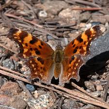 Image result for Otiophora