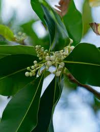 Image result for Calophyllum inophyllum