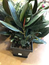 Kings Soopers Entry Plants King Soopers Pot